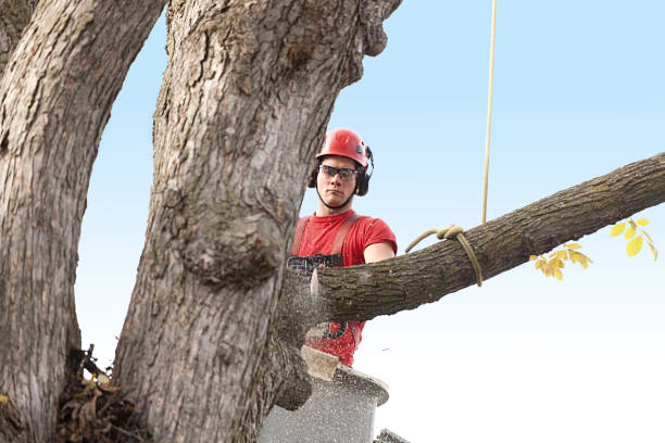 Rio Rancho Estates, NM Tree Care Company